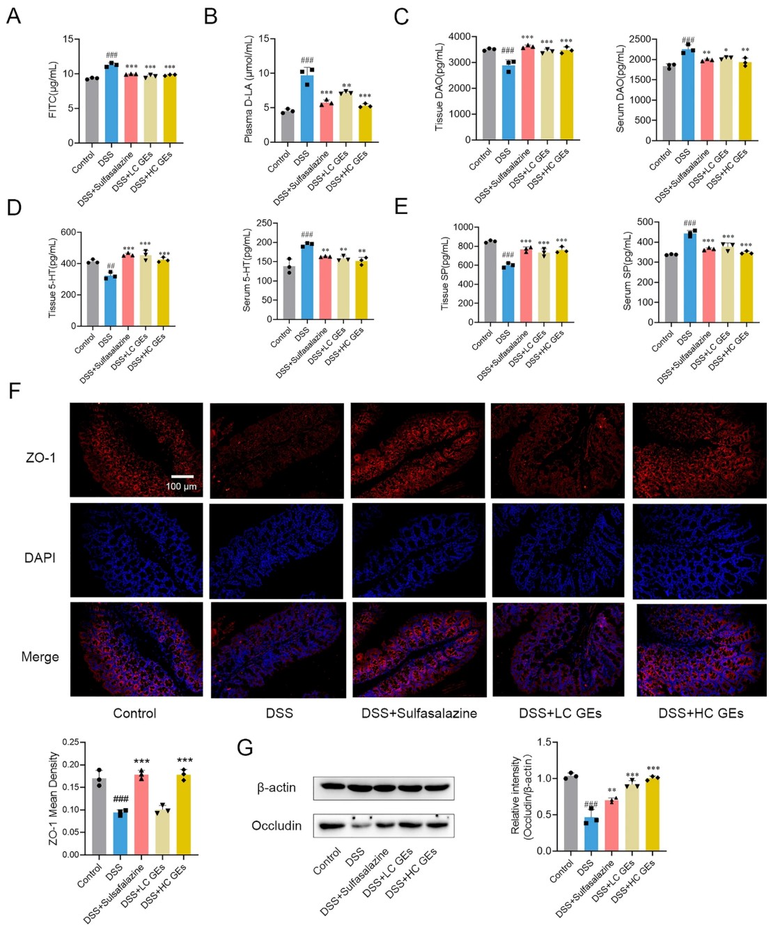 Ginseng exosomes restore intestinal barrier function and reduce permeability in DSS-induced IBD mice.